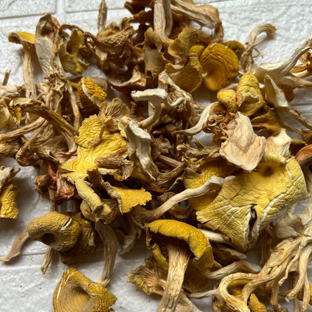 包邮精品鸡油菌250g云南特产