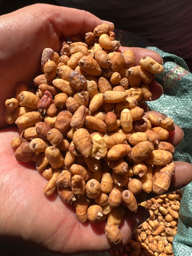 包邮坚果油莎豆1000克云南特产零食特产