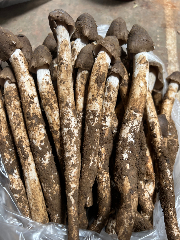 鸡棕菌鸡棕1500克包邮云南特产