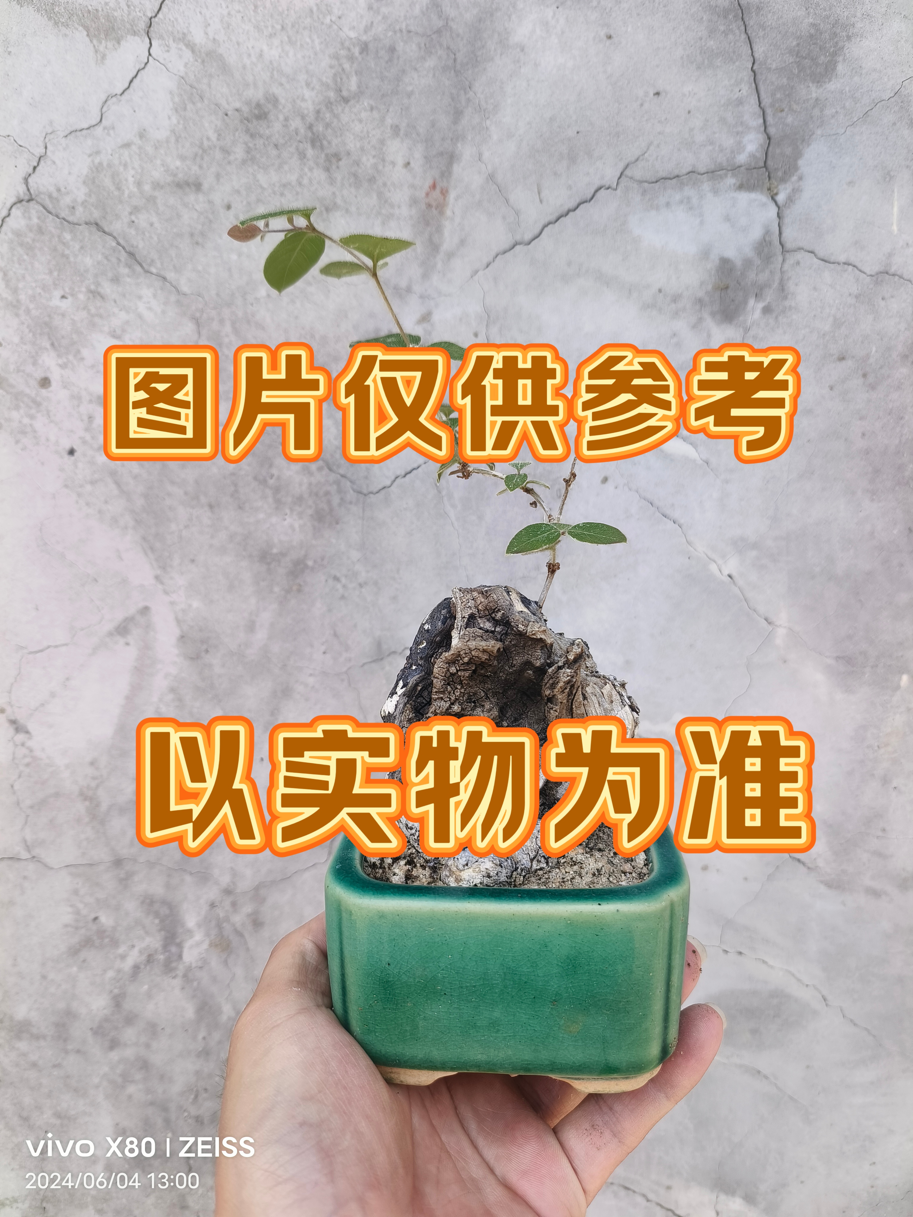 花卉盆景盆栽绿植