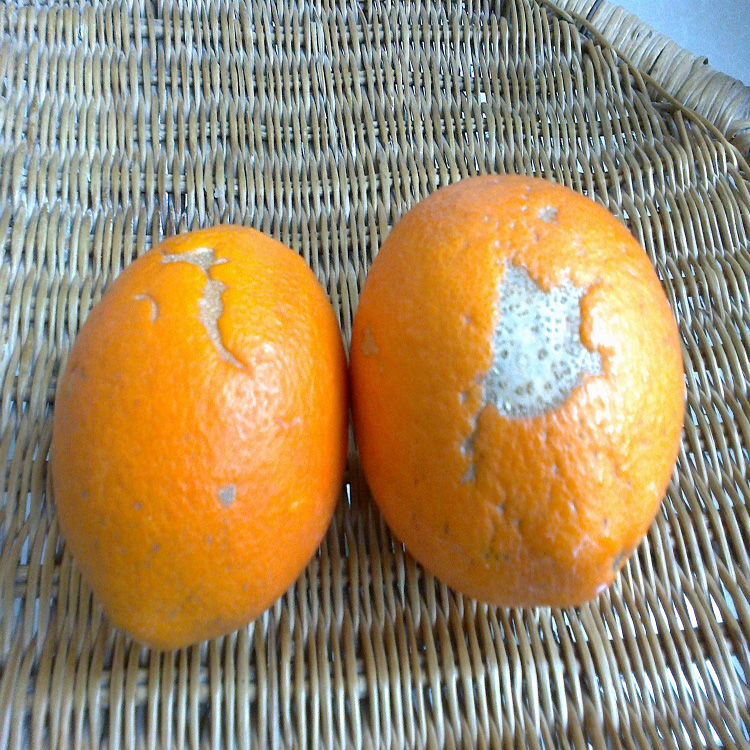 赣南脐橙花皮橙榨汁次果10斤