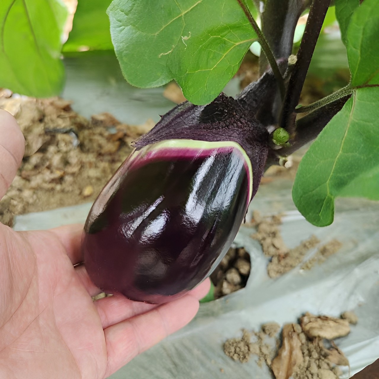 紫红茄子 【肖胜蓝农场】湖南 现摘发货 软糯鲜嫩  净重4斤