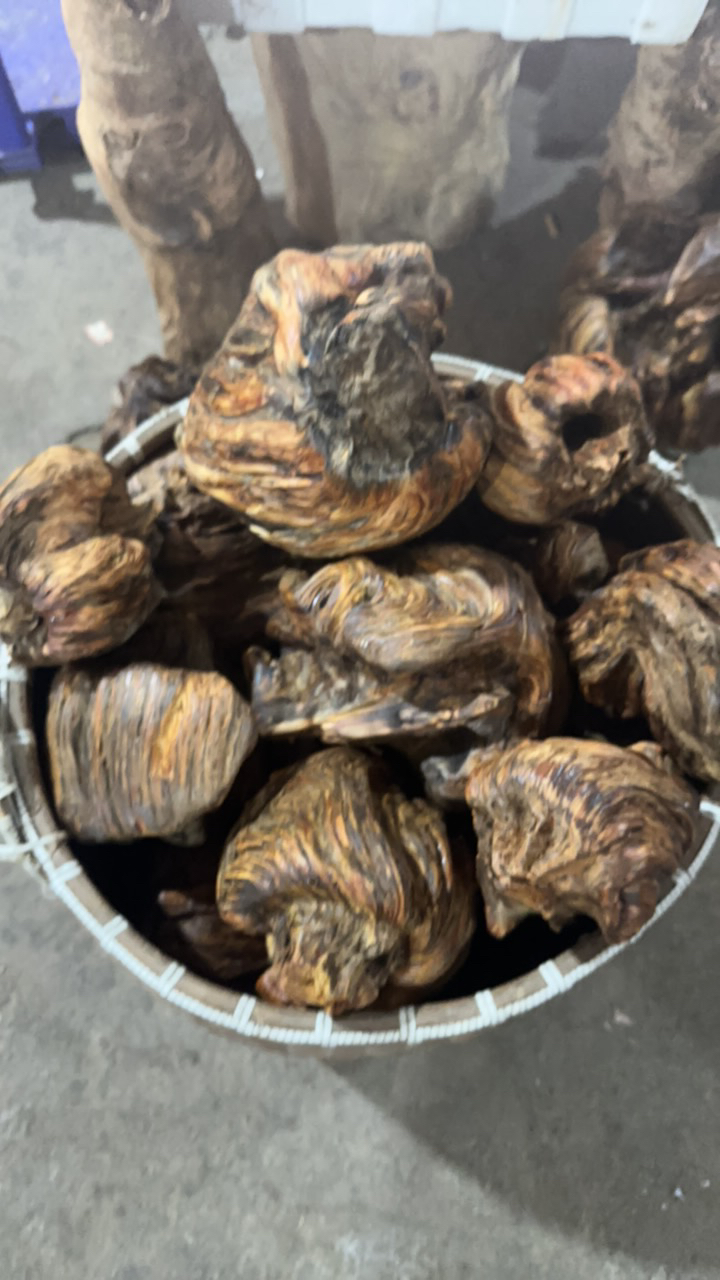 一物一拍 松明子松树瘤琥珀木