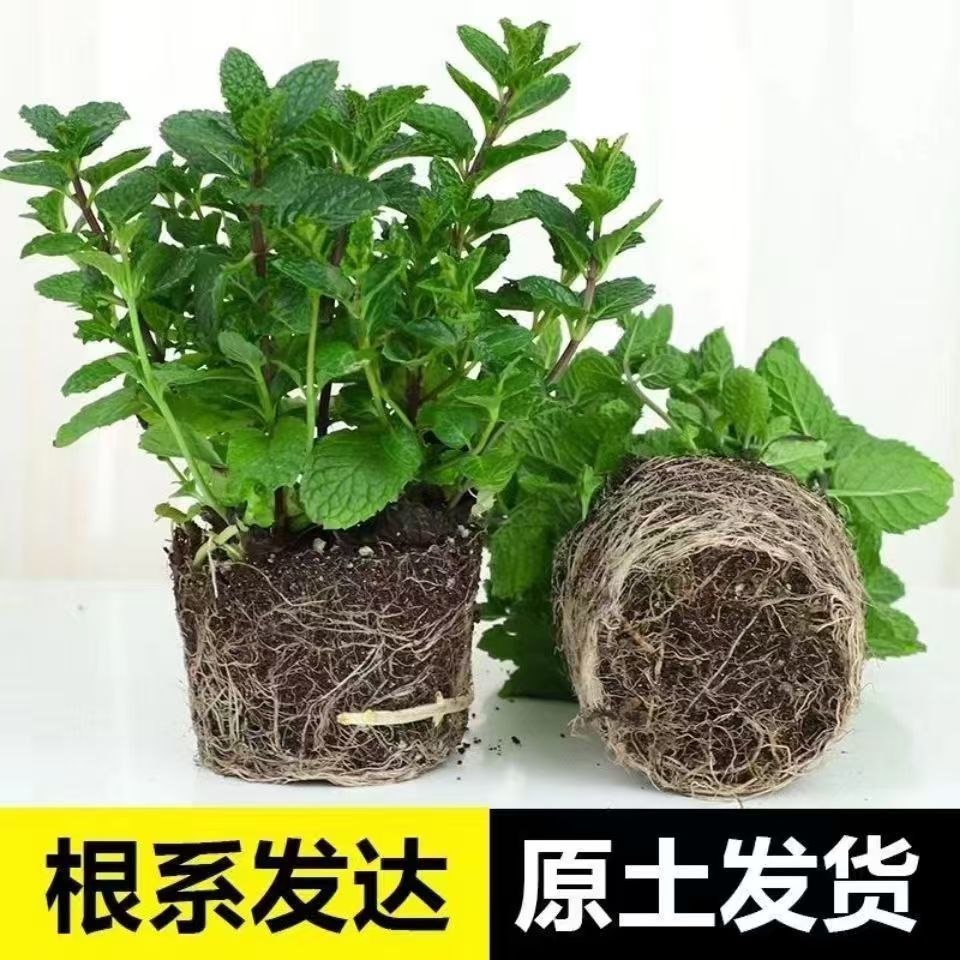 可食用新鲜薄荷叶办公室阳台植物驱蚊薄荷苗净化空气绿植薄荷盆栽