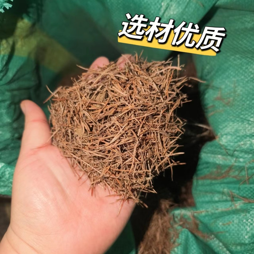 君子兰专用松针 养根护根透气透水