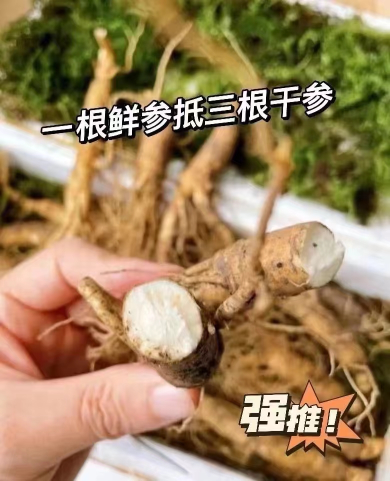 【8-10支一斤装】长白山优质鲜人参产地发货泡酒煲汤现挖爪子参