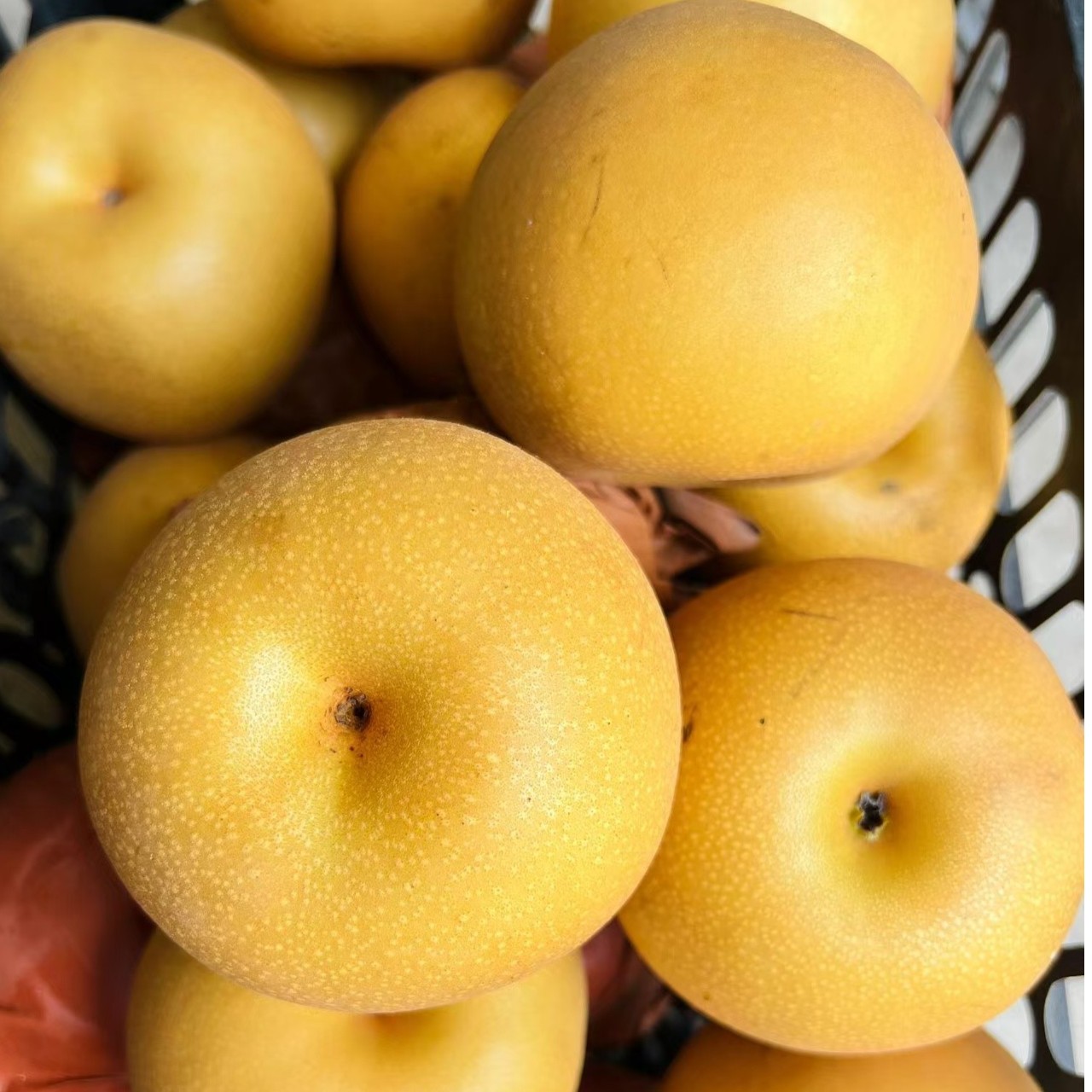 秋月梨15元（2个）约700克