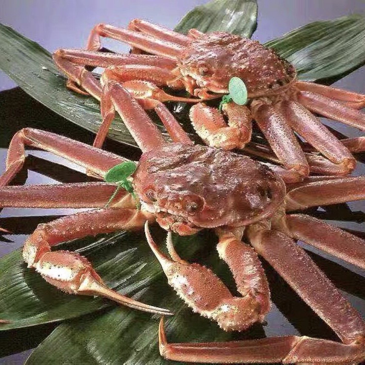 鲨小厨进口冷冻海鲜俄罗斯冰鲜活冻冻品松叶蟹长脚蟹板蟹雪蟹1kg