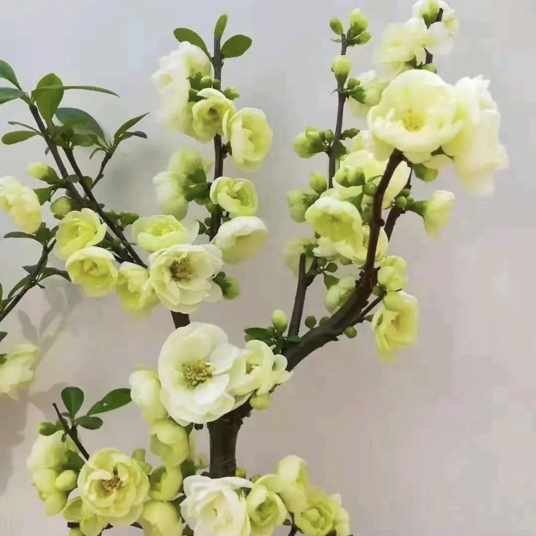 【开花冰心绿盛】绿宝石海棠花 稀少高端盆景