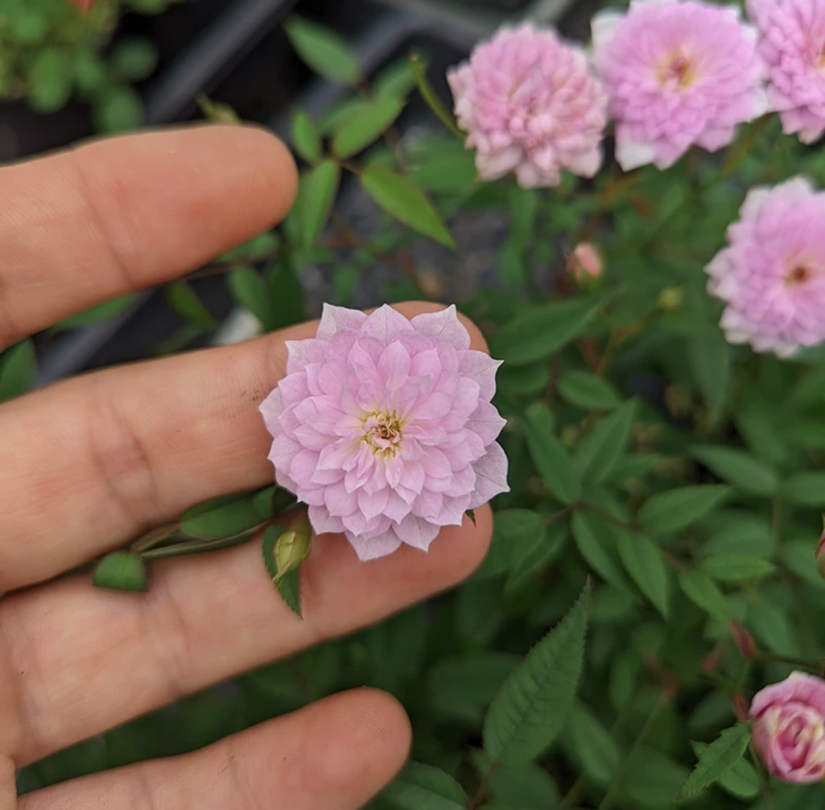月瞳姬月季四季开花迷你玫瑰阳台盆栽带花苞重瓣新品有香味