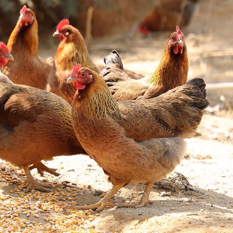 广宁凤凰鸡-鸡项 散养180天毛重7斤起发顺丰
