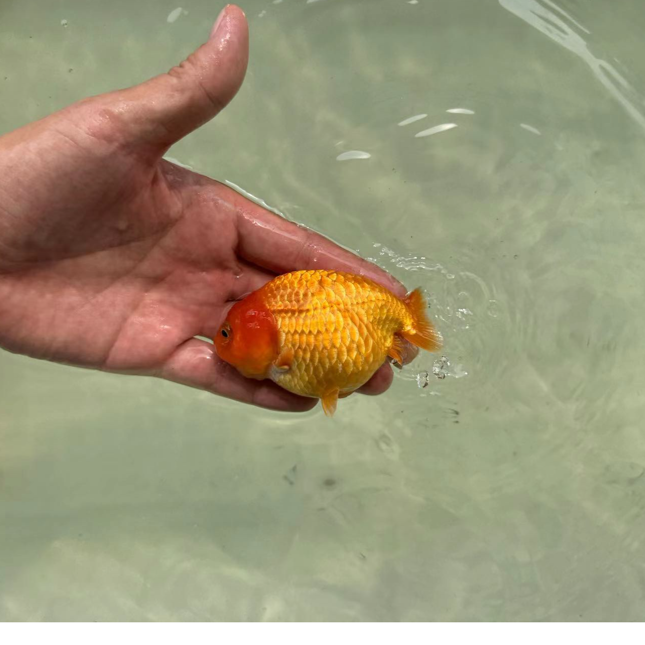 观赏鱼冷水鱼兰寿泰狮蝶尾元宝百褶鎏金玛丽