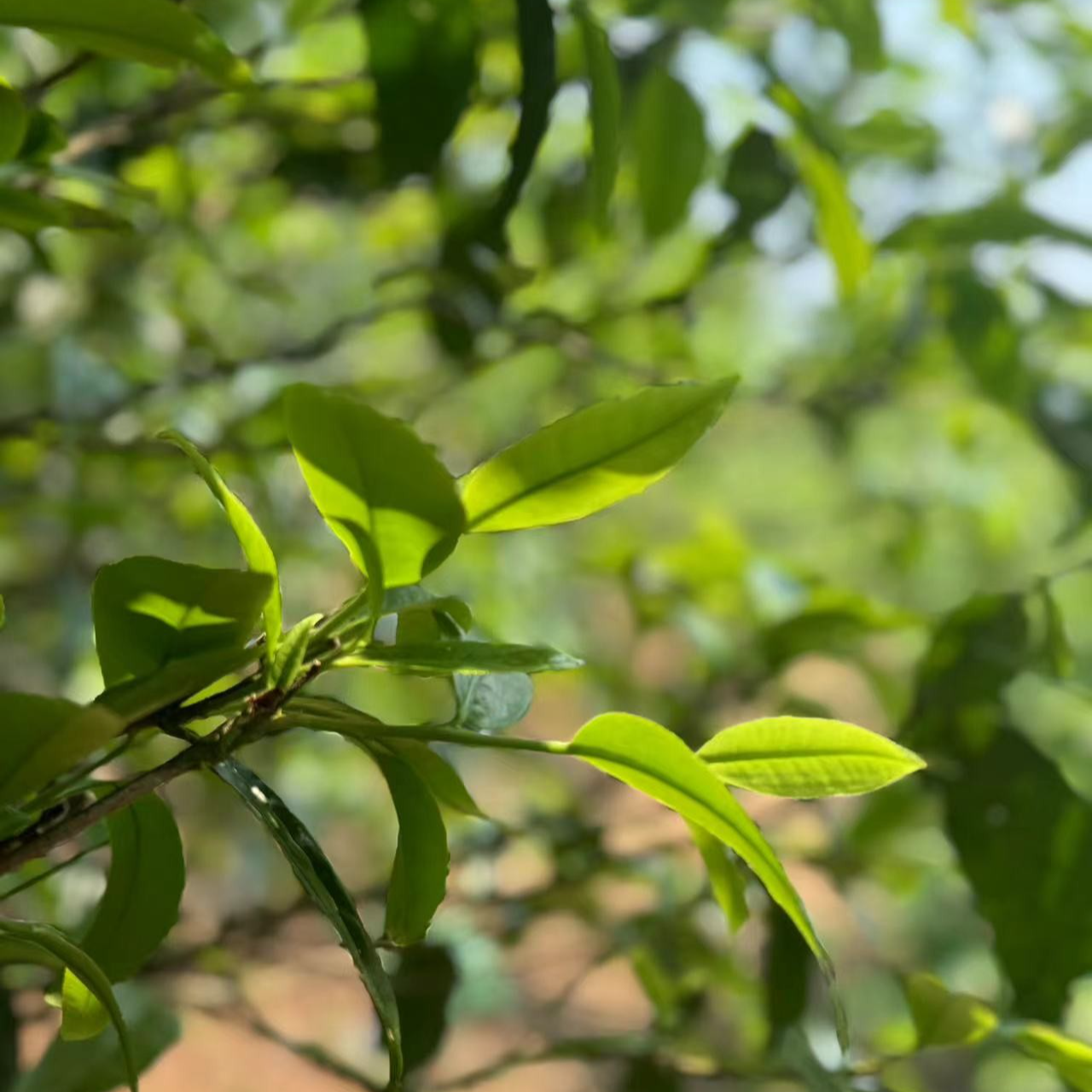 255#胡基萍#2018年邦东绿水潭古树散茶#01.04-06【100克】