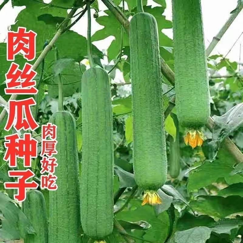 肉丝瓜种子高产早熟瓜种子四季香丝瓜当季阳台易活清香瓜高产四季