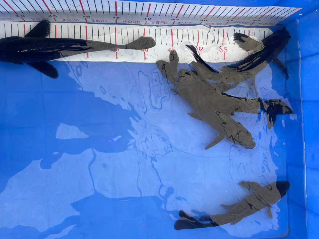 黑锦鲤黑金纯黑鲤鱼