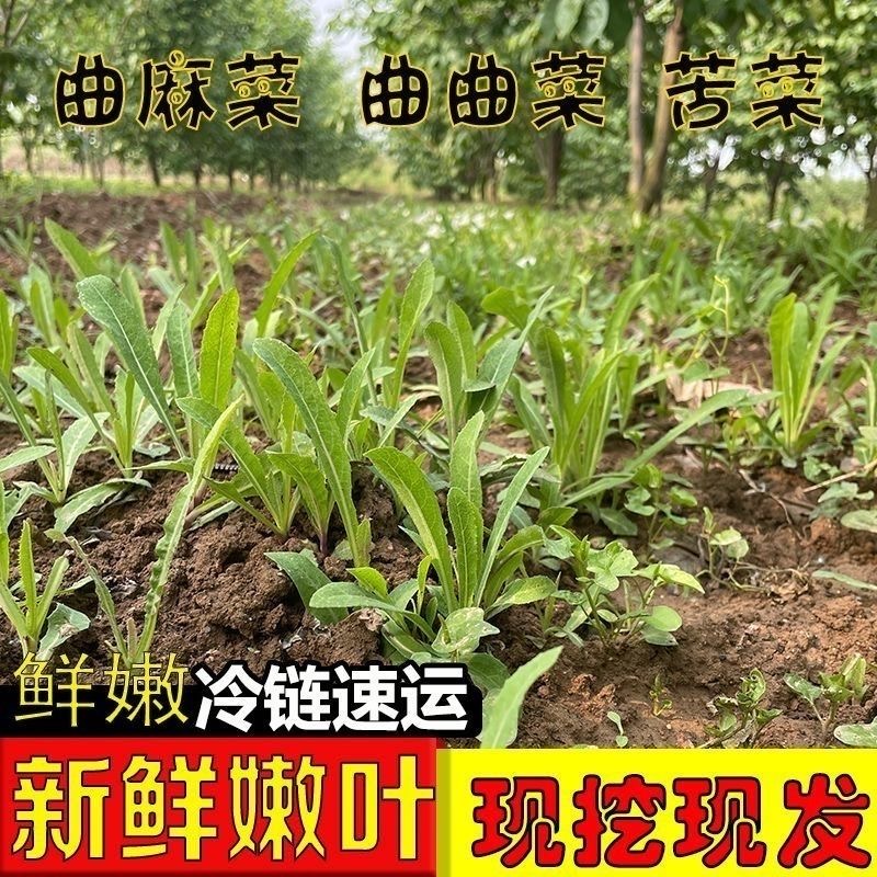 【京东冷链】农家妈妈现挖现发野生3斤新鲜曲曲麻菜苦苣菜苦麦菜