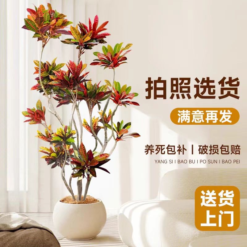 七彩变色木盆栽室内绿植吸甲醛变叶木盆景办公室盆栽施肥养护