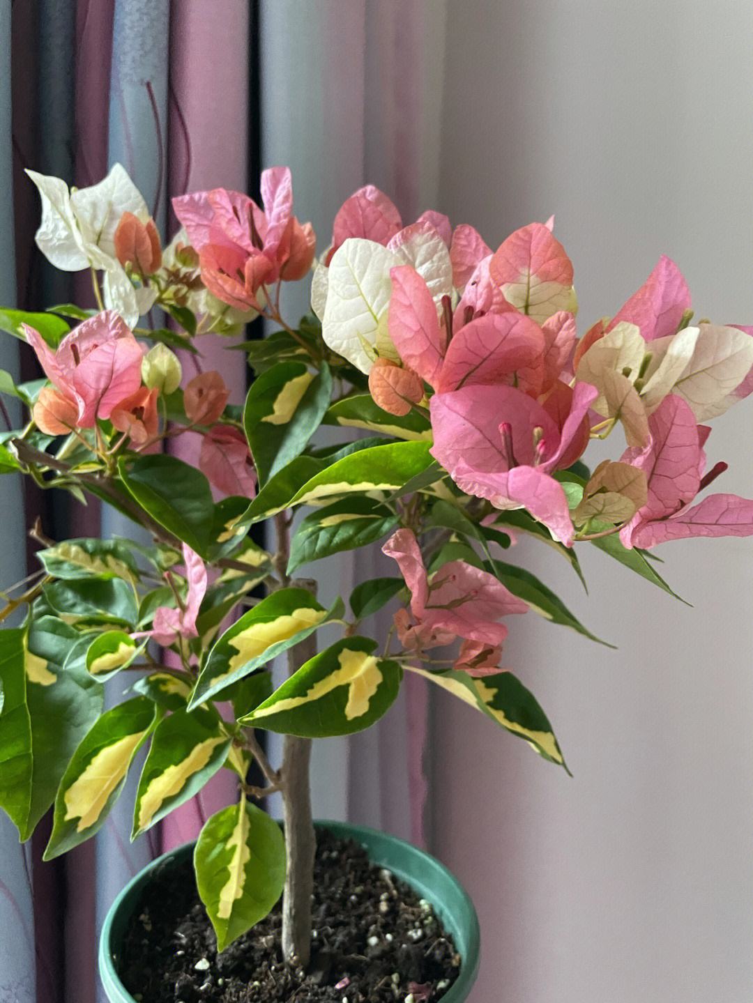 《金心橙白三角梅》～花开双色～金心叶子