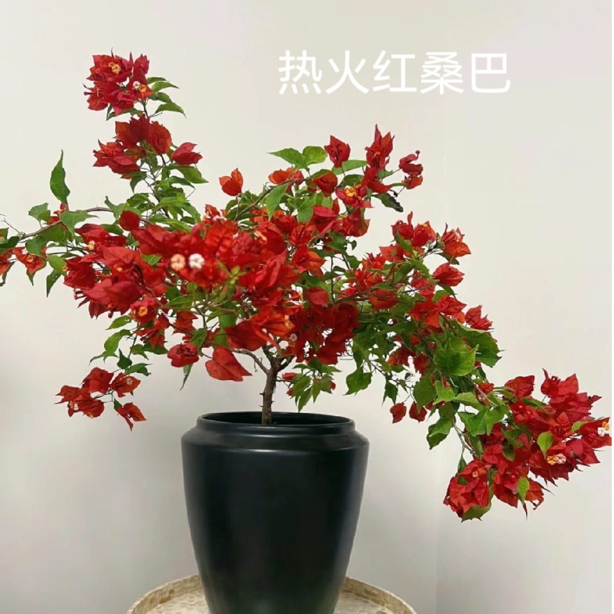 《热火桑巴三角梅》～红红火火～软枝垂飘