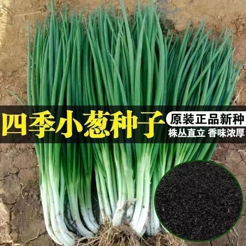 【15天速成】新培育小葱种子，给它一块土，十五天速成小香葱！