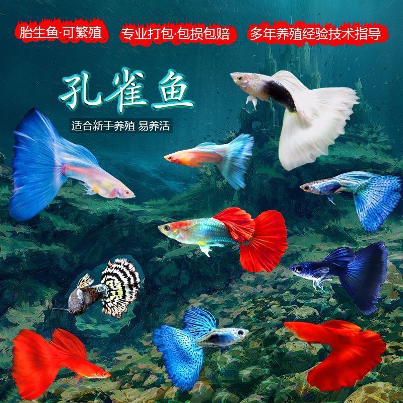 （孔雀鱼3个品种混发)都在3cm左右 花老虎➕美国全红➕大耳 孕母多