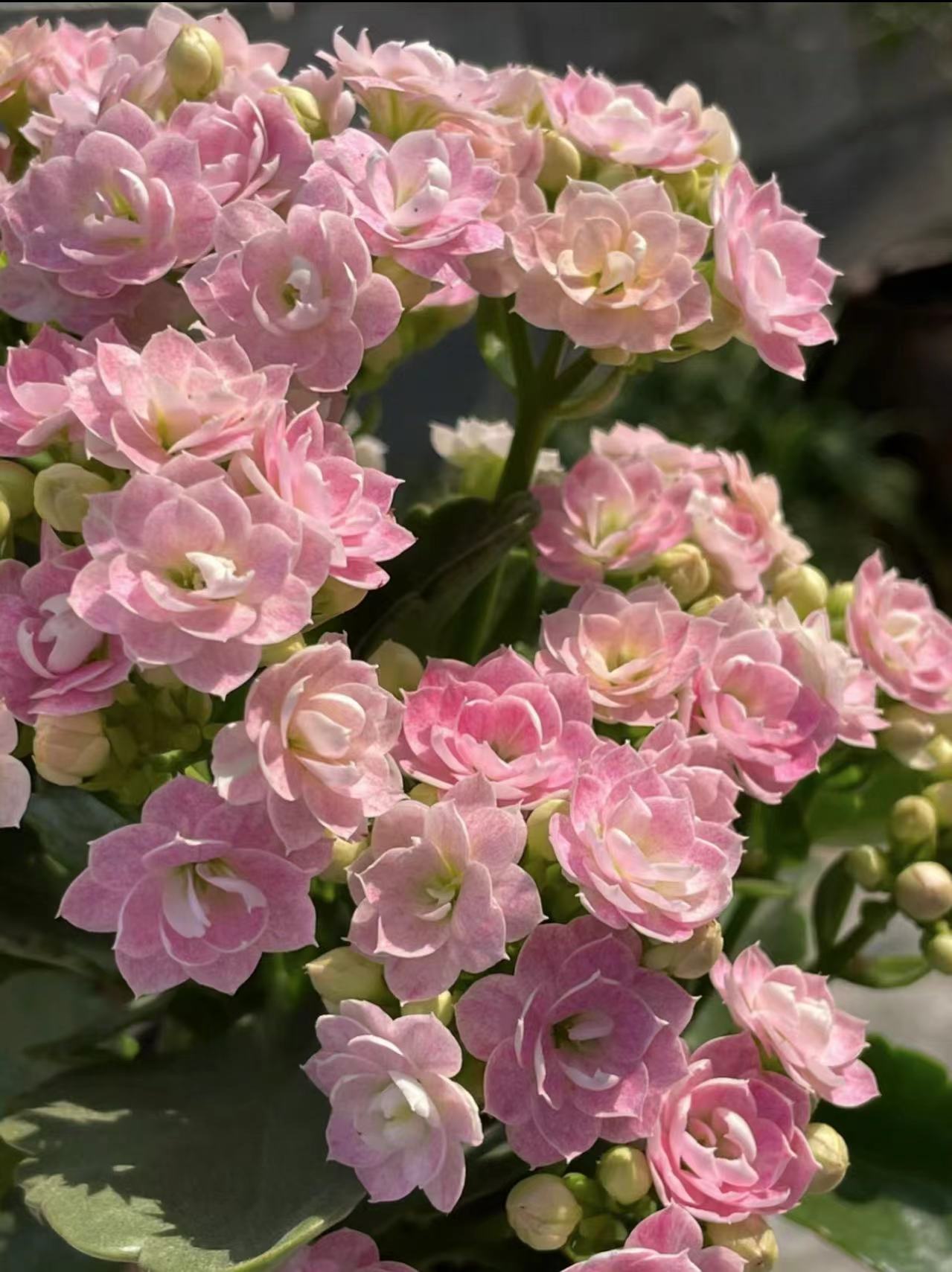 奶油睡莲~重瓣带花苞室内客厅阳台完美懒人花卉