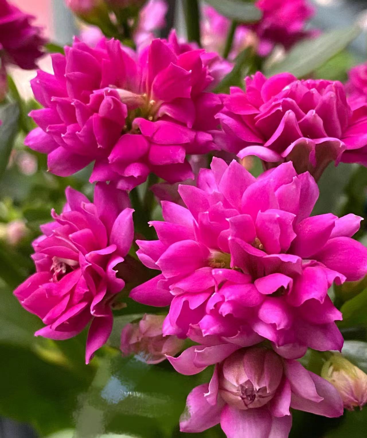 魅影130盆~长寿花盆栽新手入门好养花花 