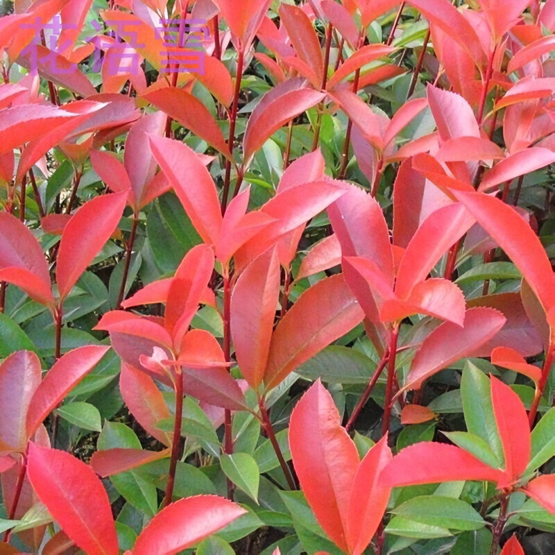  庭院绿化苗木红叶石楠小苗 绿化工程苗木红叶石楠彩色树苗