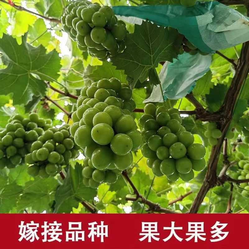 巨峰葡萄树苗阳光玫瑰盆栽南方北方耐寒葡萄苗果树苗庭院种植爬藤