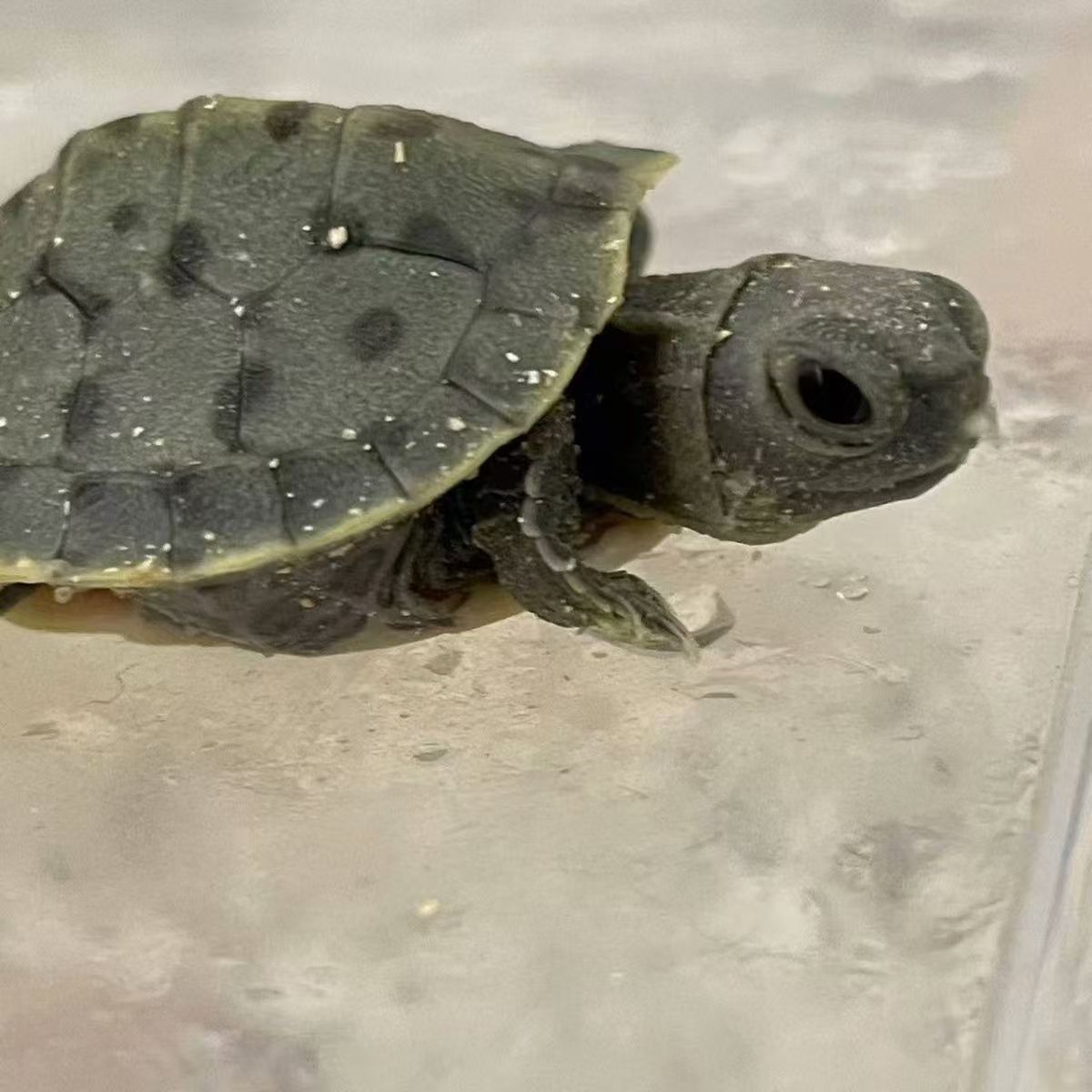 黑化巴西变巴黑巴魔眼黑巴小乌龟宠物龟家养观赏龟