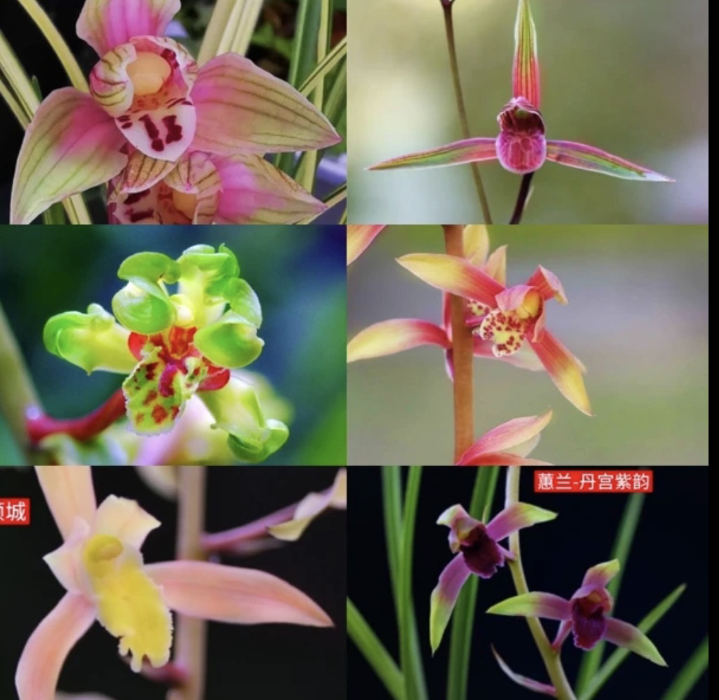 阿伟兰园【一物一拍】【确认收货手机尾号与直播间报的一样】