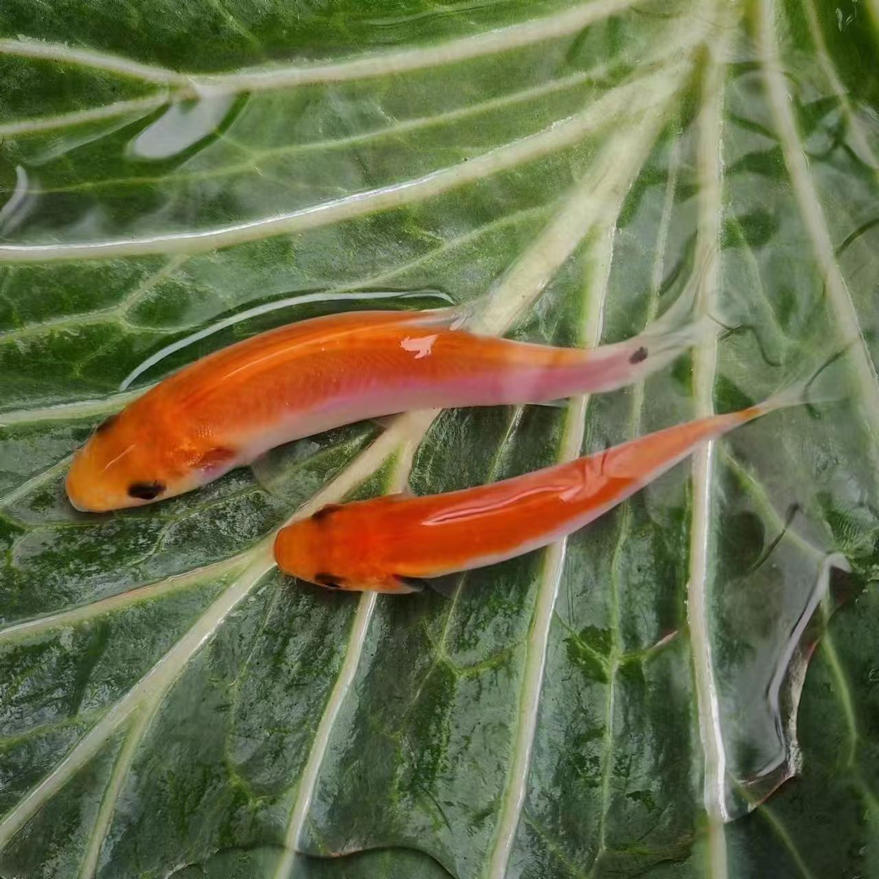 四川红丁桂冰鲜现捞渔场直发   生态养殖
