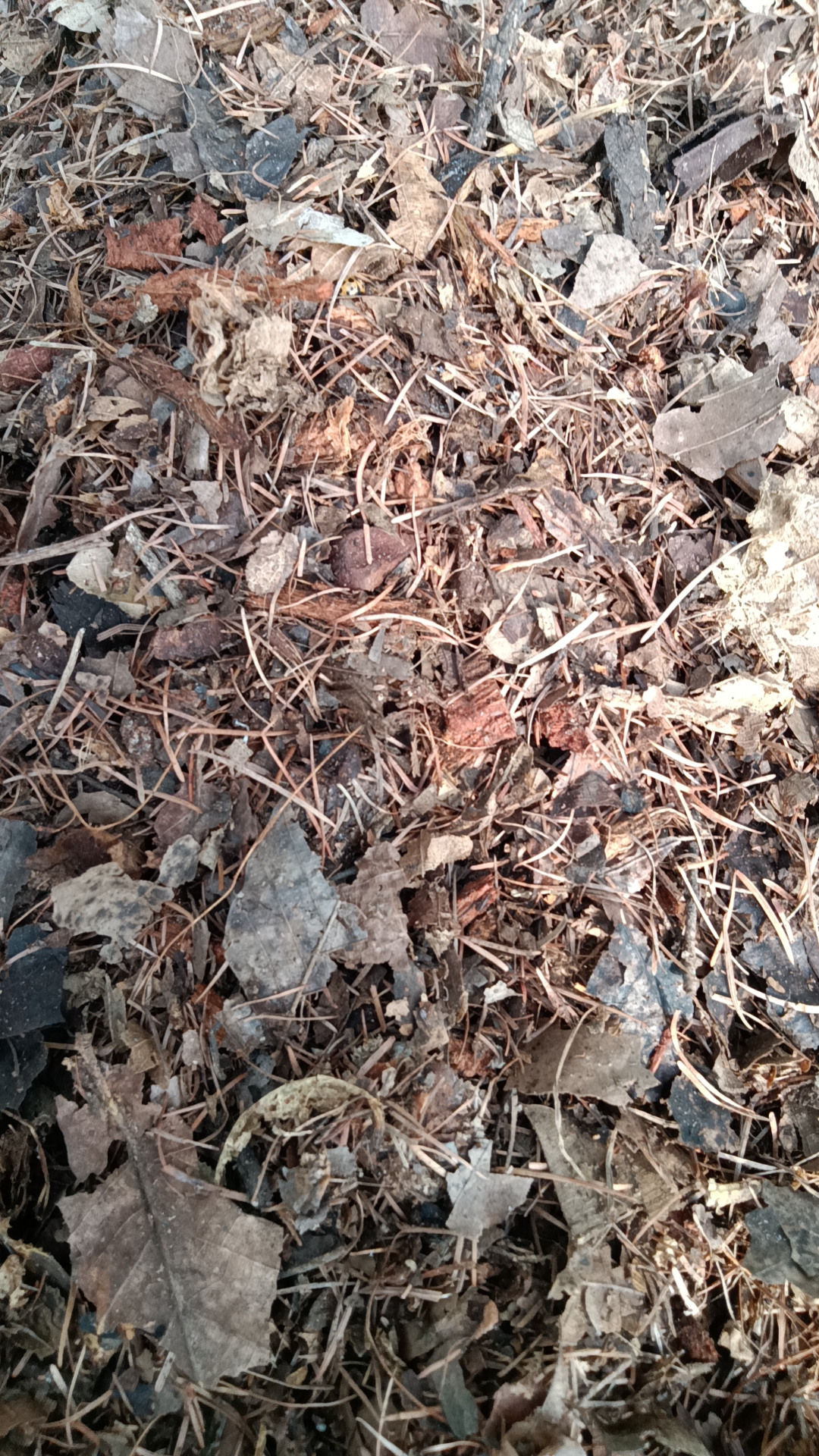 君子兰专用营养土 养好花根用好土 透水透气 疏松透气 腐叶土