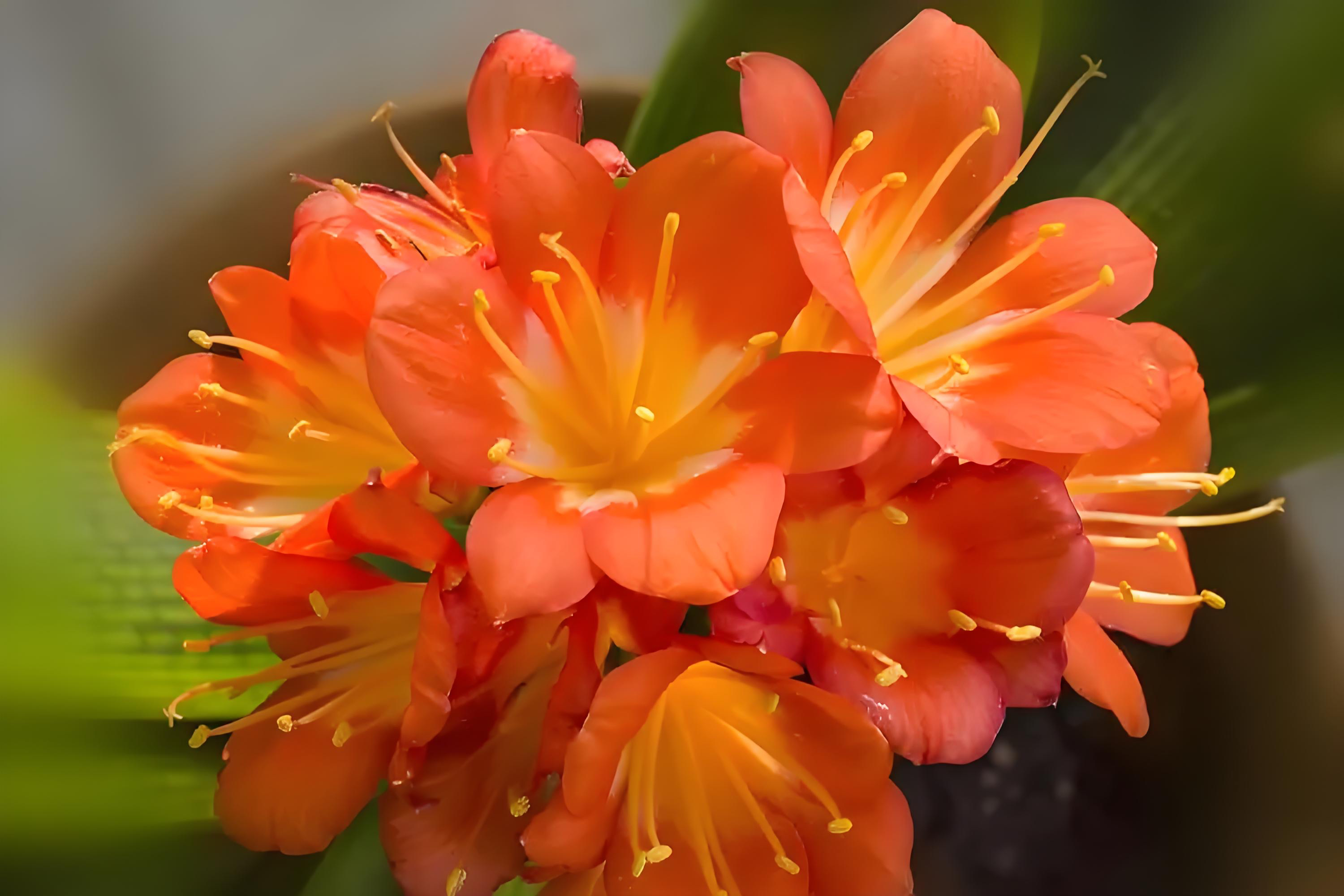 君子兰君子兰盆栽花卉室内观赏盆栽