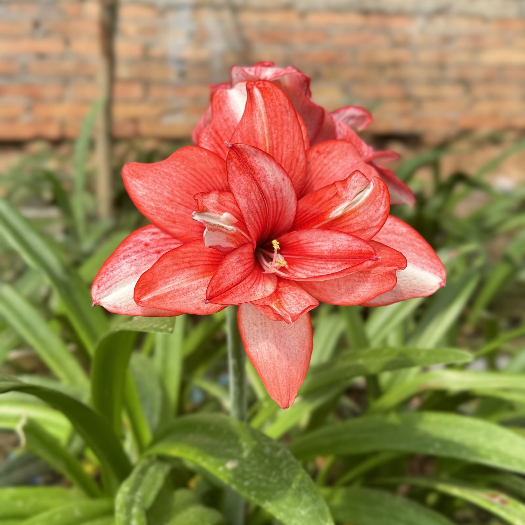 包对版【爱的选择/伊迪斯】澳朱朱顶红种球裸根默认有花叶