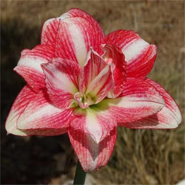 【锦鲤】包对版  自育朱顶红裸根默认有花叶