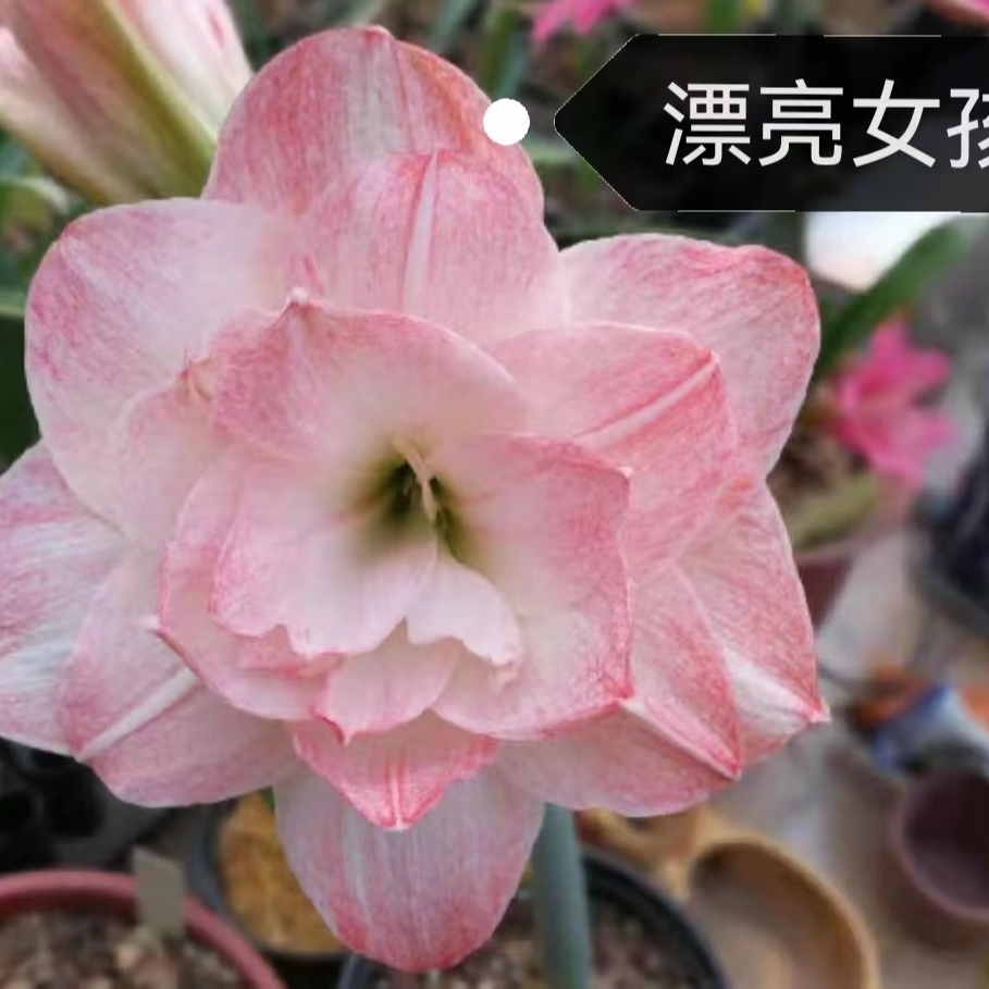 【漂亮女孩】包对版 澳洲朱顶红种球裸根默认有花叶