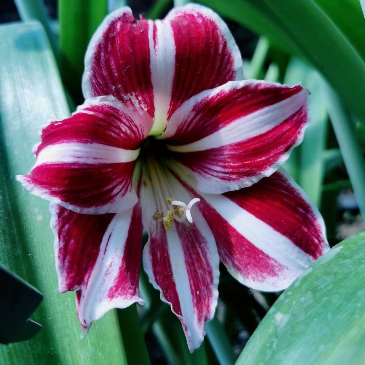 包对版【熔岩积雪】自育朱顶红种球裸根发货默认有花叶