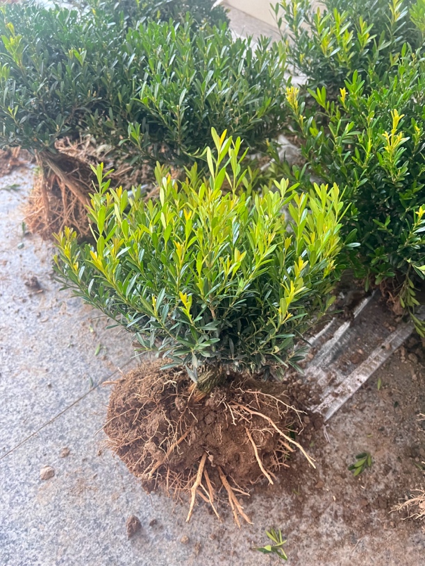 福建小叶雀舌皱皮黄杨