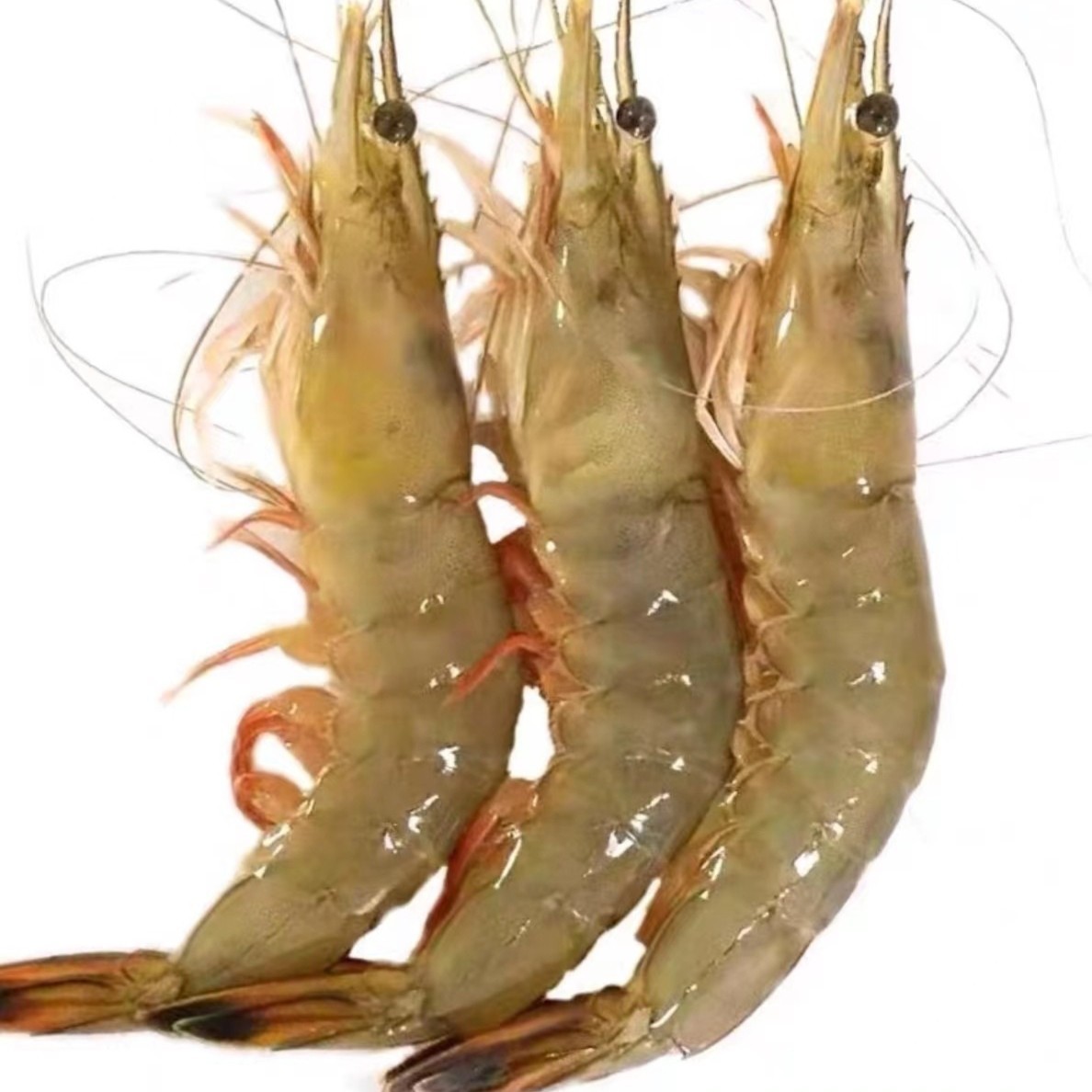 活冻明虾 纯天然野生白刺虾广东汕尾港码头直发冷链顺丰京东包邮 