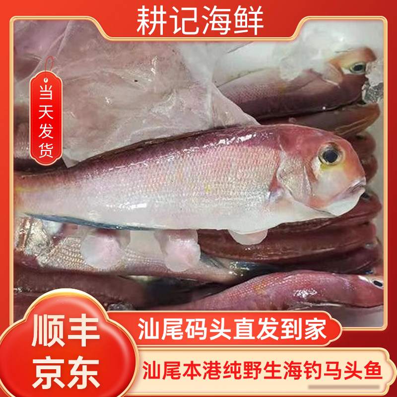 鲜活海钓（红马头鱼）汕尾港 冷冻水产 大小条包邮到家美味食用 
