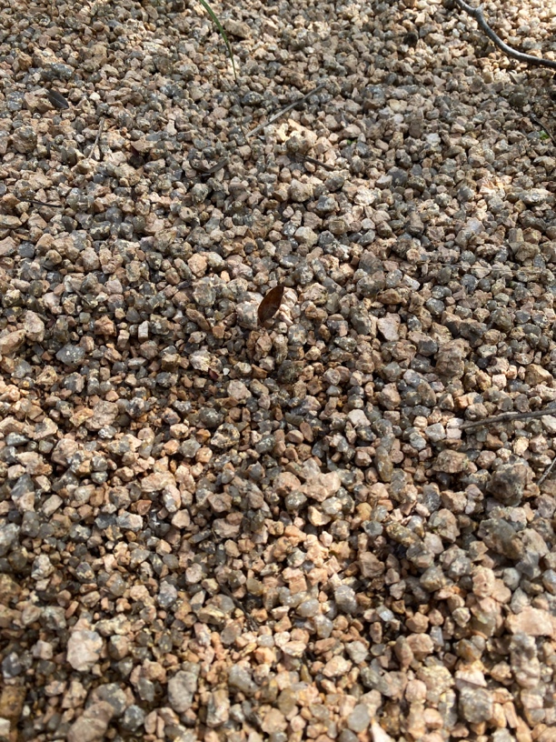自然高品质风化砂