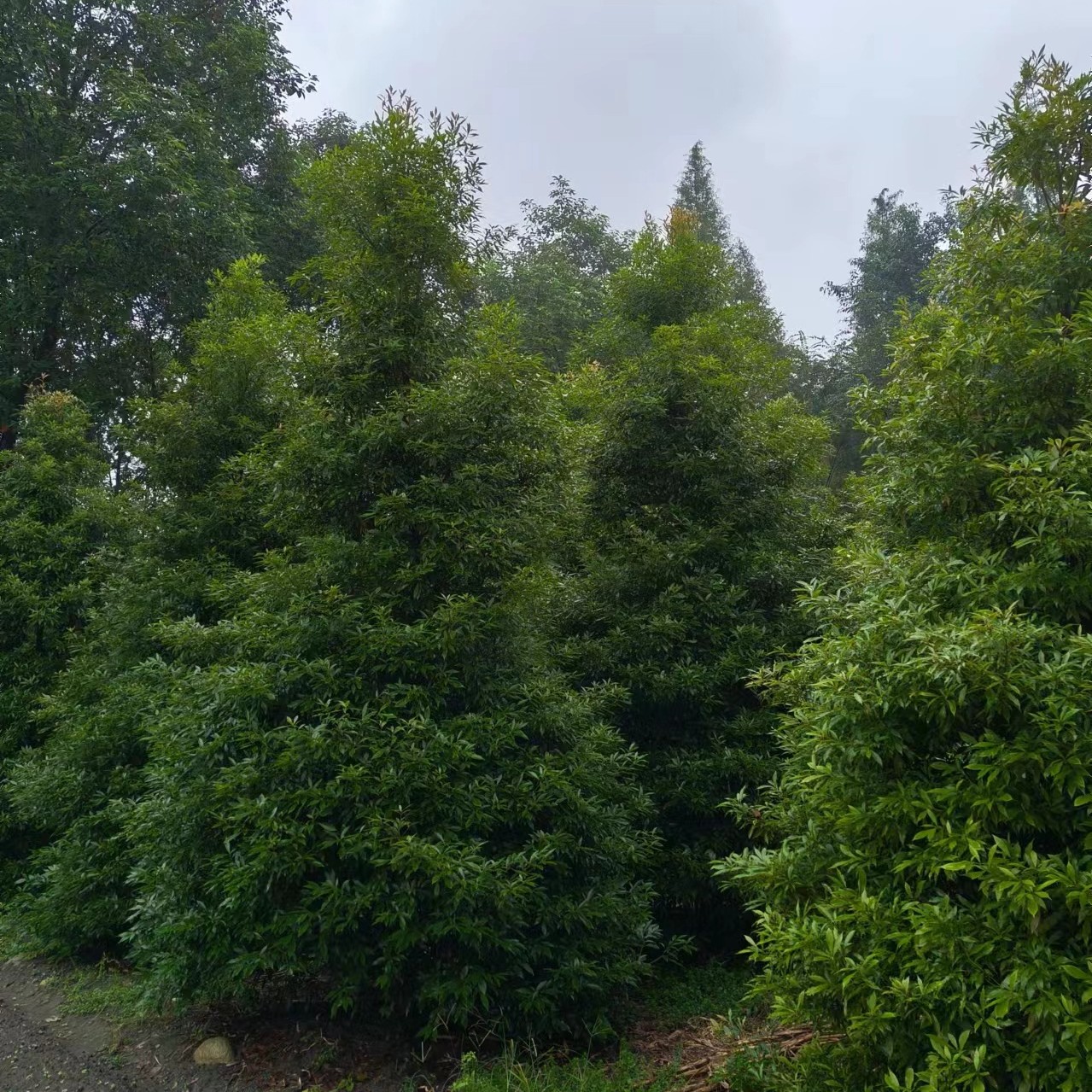 地径金丝楠木12拍一发二