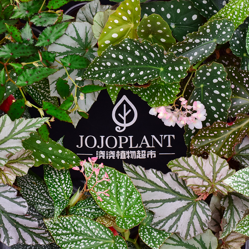 【抽奖专用】  浇浇植物超市