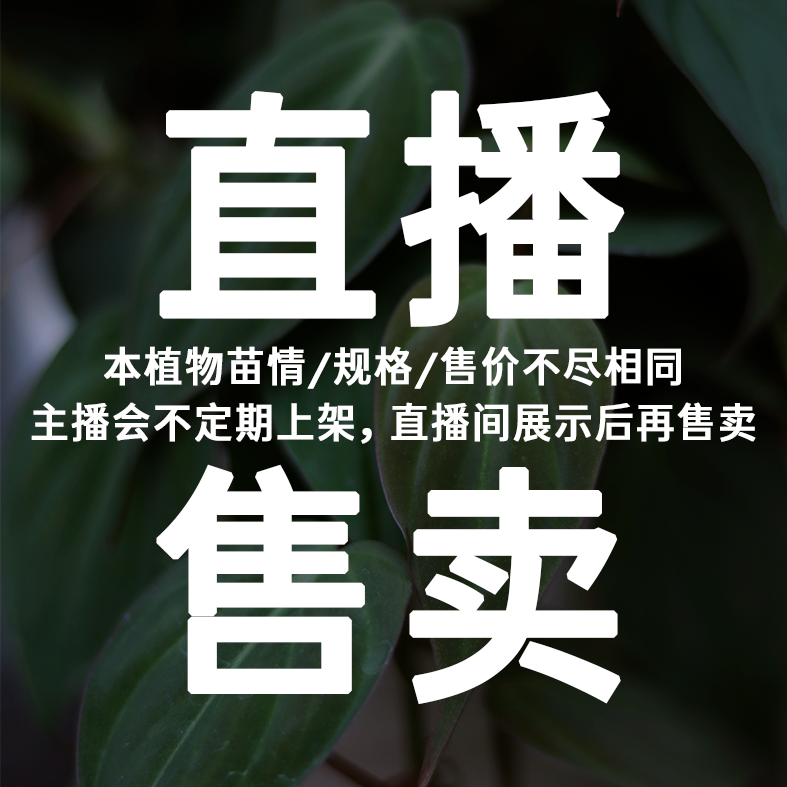 浇浇潮植【一物一拍】  JOJOplant  直播间