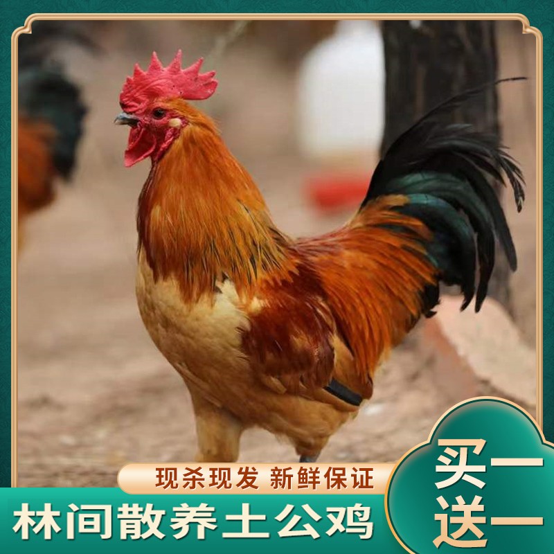 【新号福利】农家土公鸡2只净重6斤新鲜整只 净膛无内脏