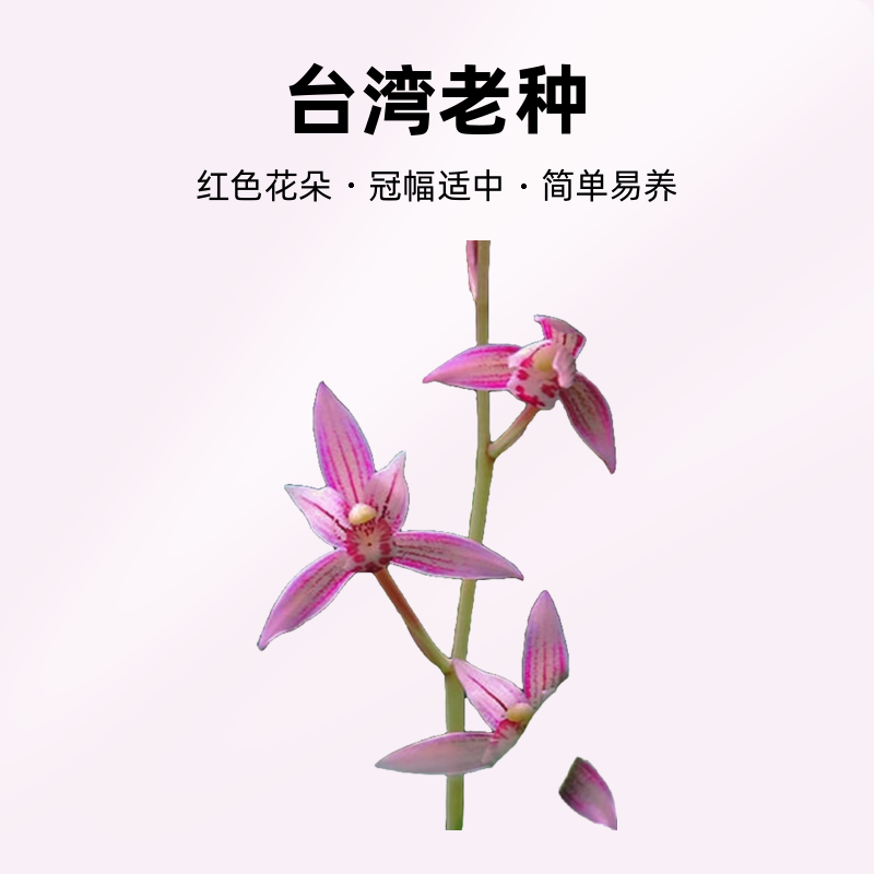 建兰市长红台湾老种阳台种植室内花卉养植