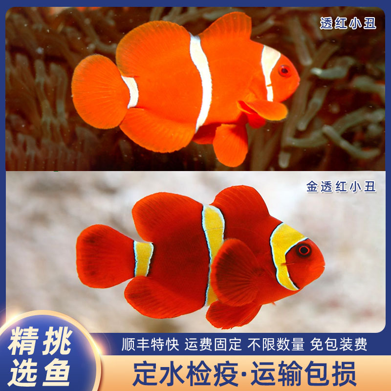 透红小丑金透红小丑尼莫小丑鱼好养海水观赏鱼定水检疫养宠装备