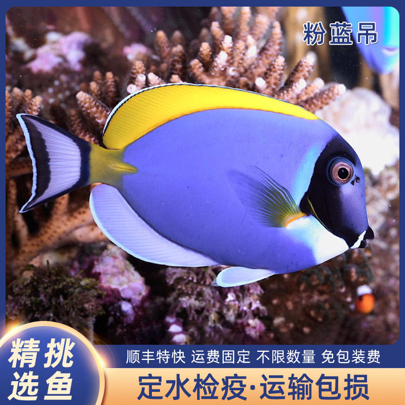 马代粉蓝吊混种粉蓝白化粉蓝海水观赏鱼定水检疫活体观赏鱼海水鱼