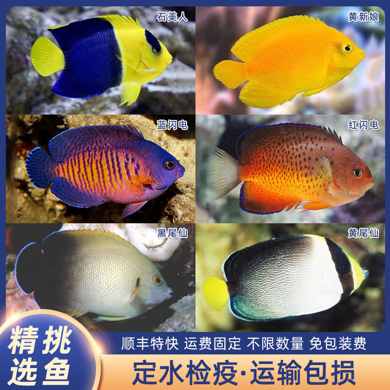 石美人黄新娘黑尾仙黄尾仙蓝闪电红闪电黑新娘海水观赏鱼